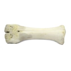 עצם סידן טבעית לבנה Petsproject