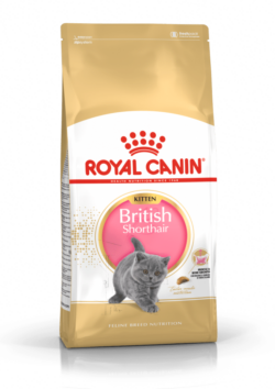 רויאל קנין לגור חתול בריטי 2 ק`ג