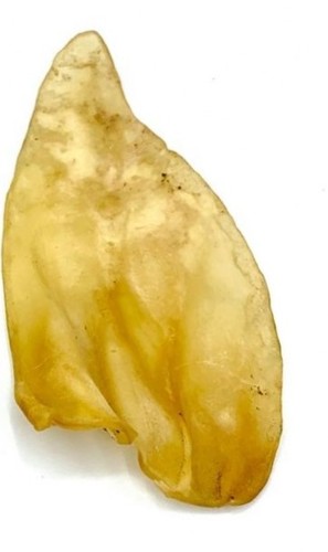 אוזן בקר פטסלנד